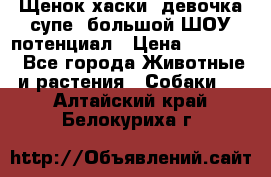 Щенок хаски, девочка супе, большой ШОУ потенциал › Цена ­ 50 000 - Все города Животные и растения » Собаки   . Алтайский край,Белокуриха г.